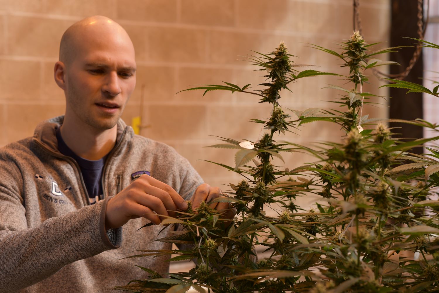 researcher working with cannabis plants